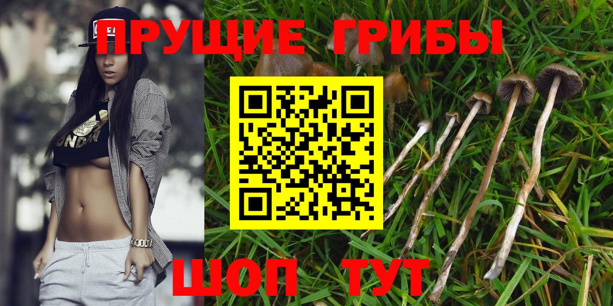 Галлюциногенные грибы Psilocybine cubensis Новозыбков